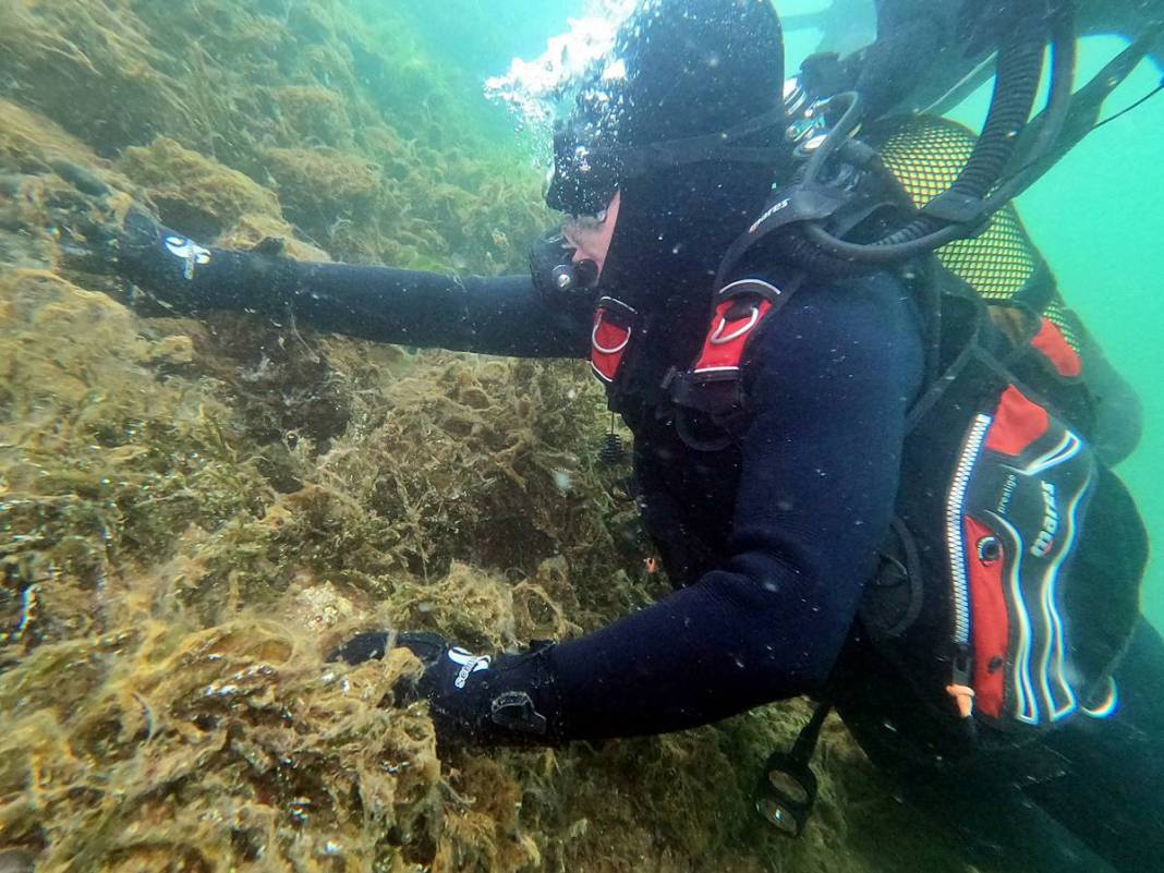 Müsilajla mücadele etmeleri için o bölgeye öbek öbek yerleştiriliyor! Bakanlık, sanayi, üniversite, TÜBİTAK işbirliği 7